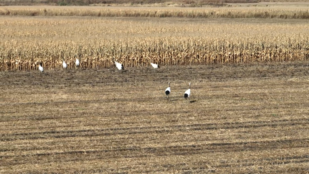 1761199376201087171.png 03.png