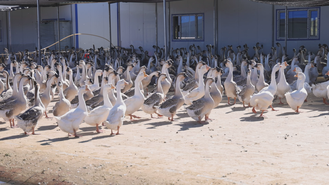 1761211360421063323.png 6.png